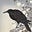 raven's avatar