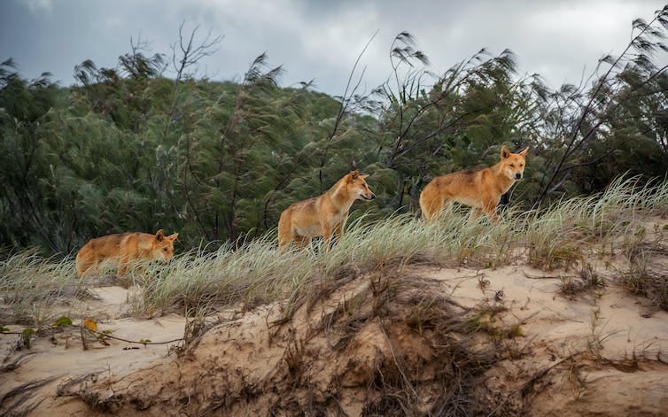 fraser island dingo fraser island dingo