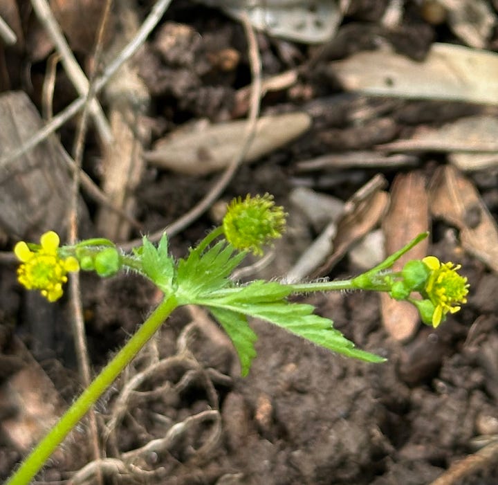 flower and fruiting head of Geum urbanum