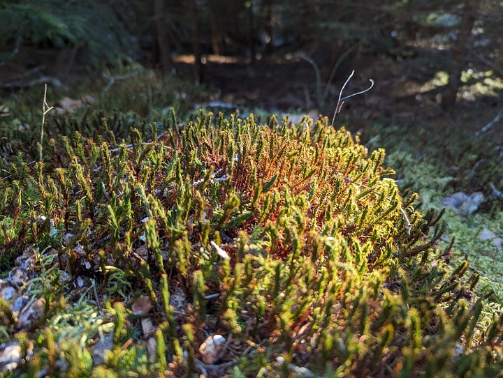 Two photos, each of a different type of moss