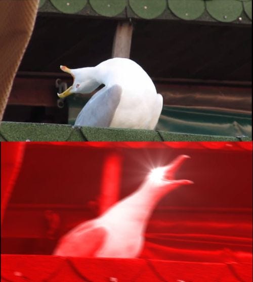 screaming seagull Blank Template - Imgflip