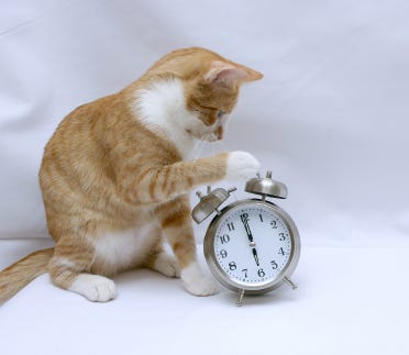 Cat Excessive Nocturnal Activity | Vetwest Animal Hospitals