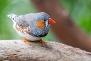 Zebra finch