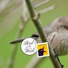 Bird of the Week: Bushtit