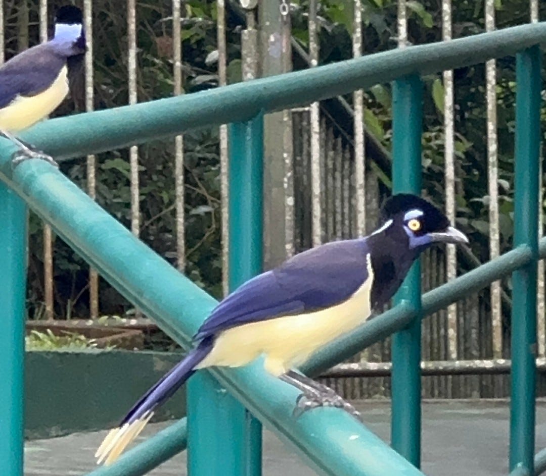 Plush-crested jays by Joy Victory