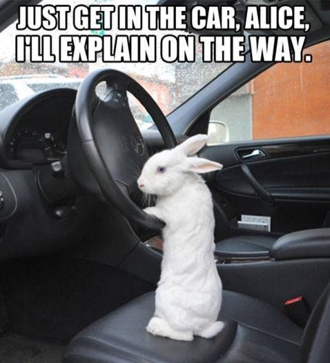 This may contain: a white rabbit sitting in the driver's seat of a car with its head on the steering wheel