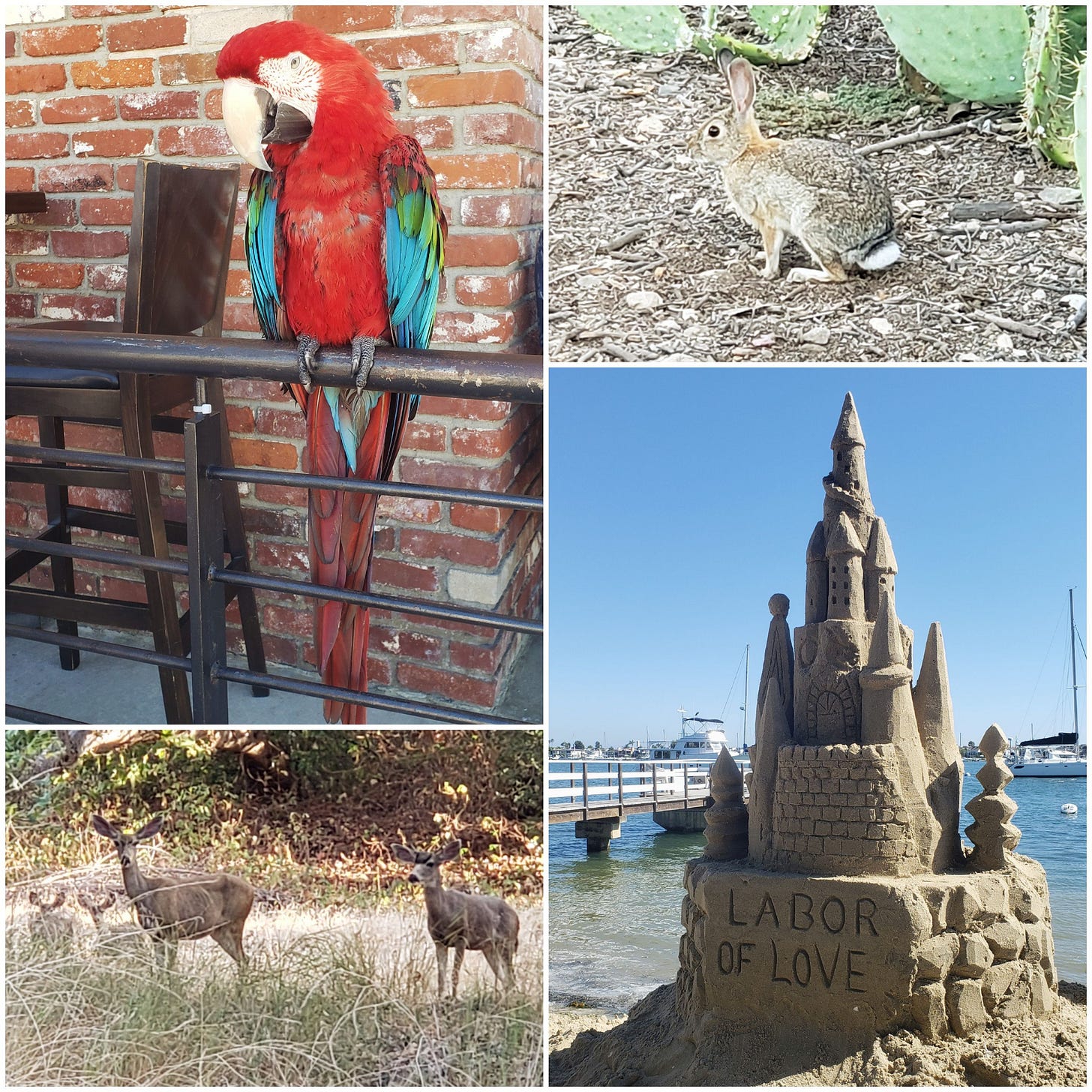 Image contains four photos of the following: a macaw, a desert cottontail, four mule deer, and a sandcastle.
