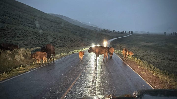 Photo 1- Rainy bison jam with adults and red dogs stopped in the road licking up rain; Photo 2- wildflowers in the foreground and cloudy mountaintops below from a high elevation vantage point; Photo 3- Top of Cassidy's head in bottom right corner in a selfie with Grand Prismatic which boasts bright turquoise and yellow water; Photo 4- A bison bull crossing a field full of pronghorn adults and babies