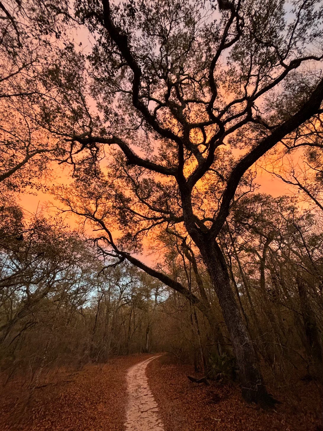 Live Oak tree silhouetted against sunset on forest path Live Oak tree silhouetted against sunset on forest path