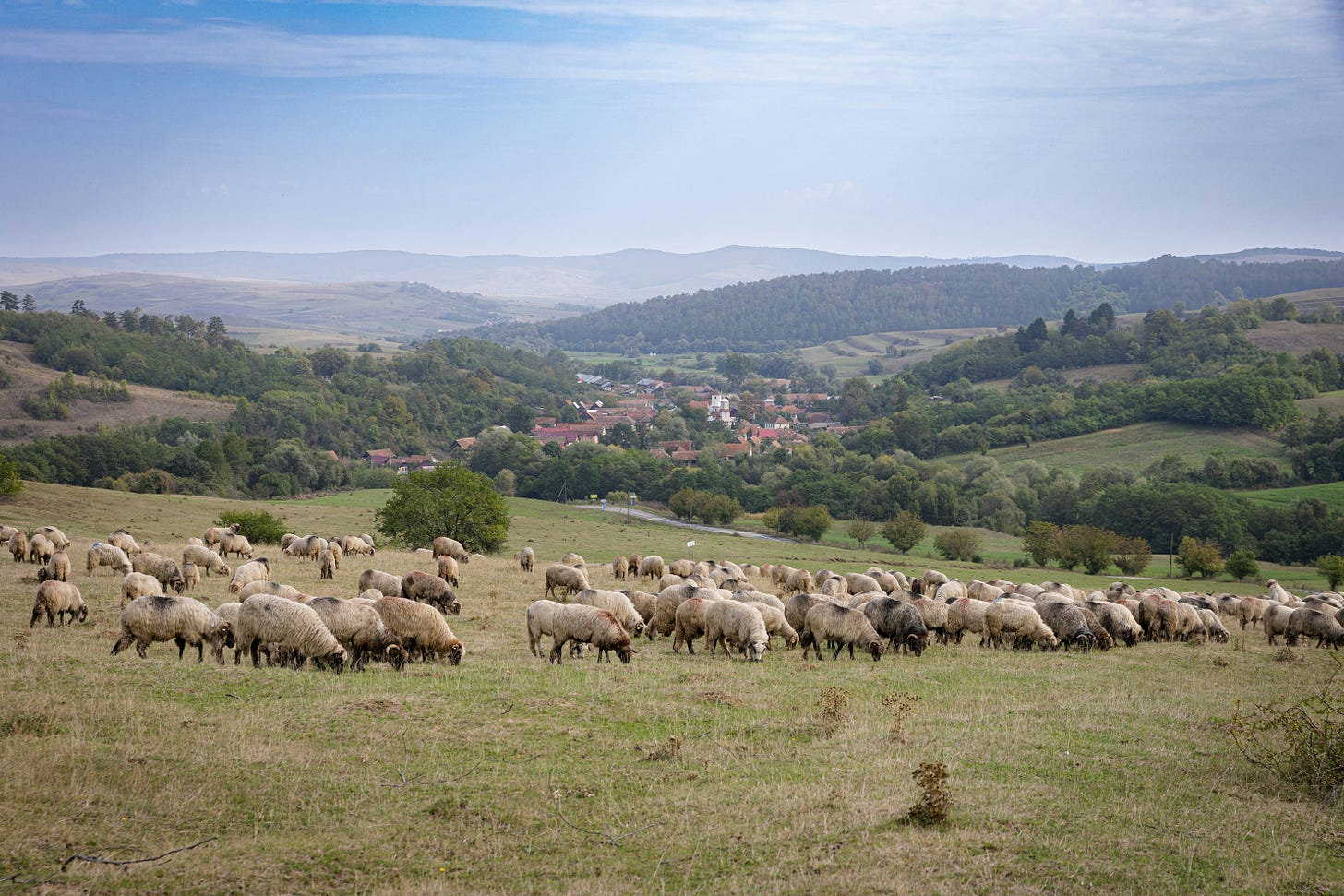 Sheep on a hillside overlooking a small town or villiage.