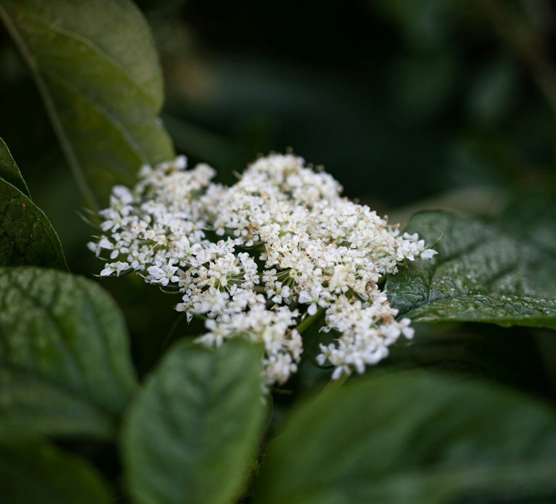 a white flower on a plant