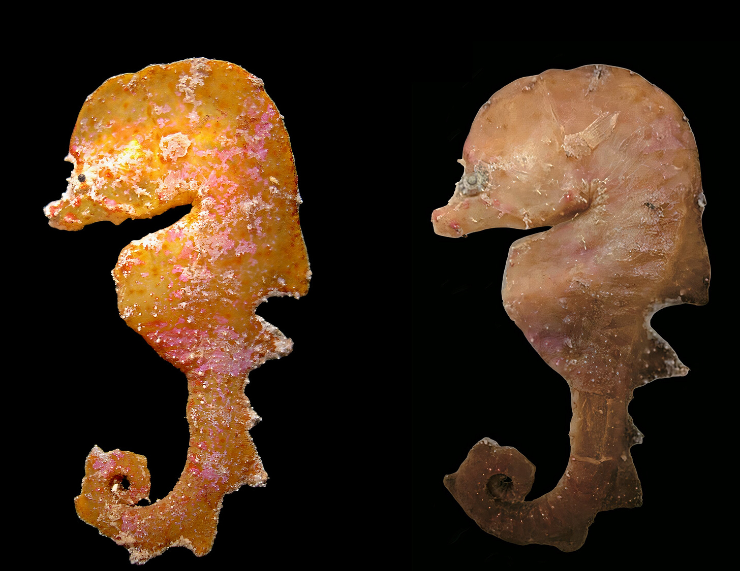 New museum find shows nature can't stop inventing seahorses
