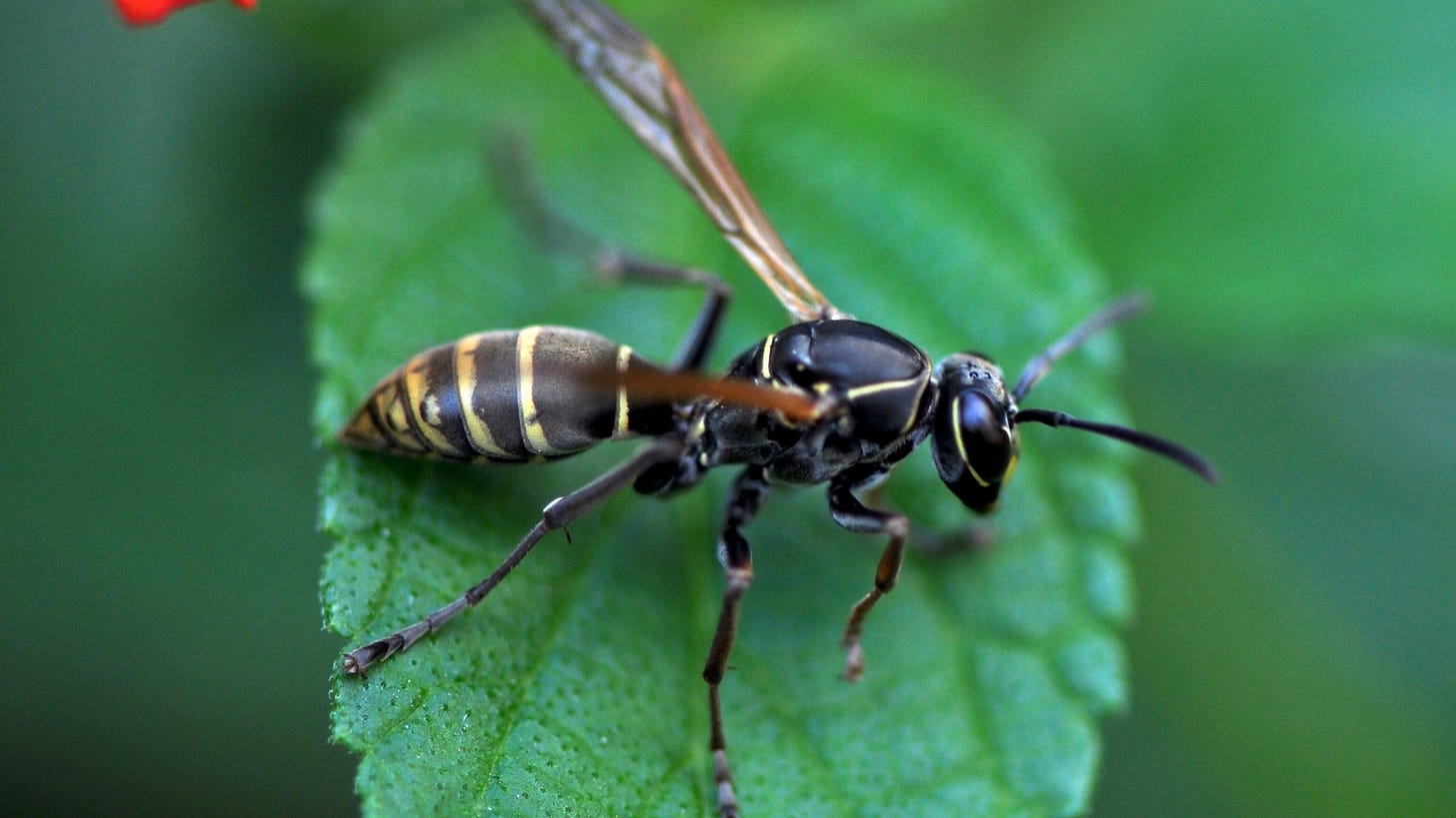 A photograph of a wasp standing on a leaf