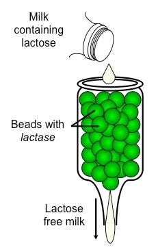 Enzymes in Industry | BioNinja Enzymes in Industry | BioNinja