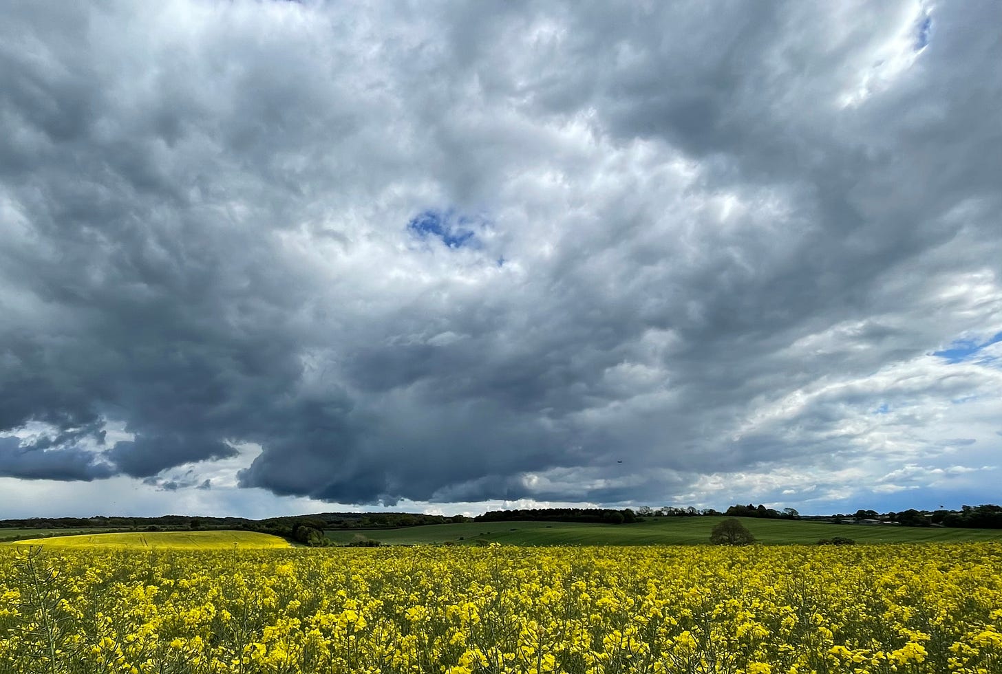 Oilseed rape in full May bloom in the south Oxfordshire countryside