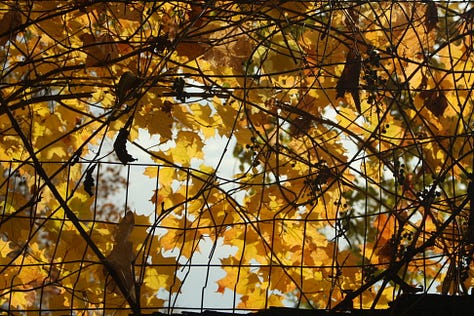Yellow hickory, red maples, rusty dawn redwood, mixed hardwood forest on Asylum Lake, grapevines, and saffron bog Tamarack.