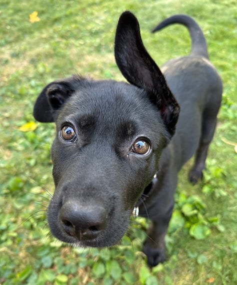 Black puppies being cute in different scenarios: fighting, sitting gorgeously on a couch, staring each other down in the yard, sitting contemplatively in the yard, looking right at the camera with ears askew.