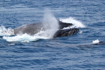 A whale in the water

AI-generated content may be incorrect.