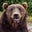Bear's avatar