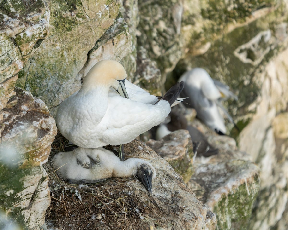 A large, white bird with a long grey beak and yellow head sits over an ugly, fluffy chick, flat out on its cliffside nest