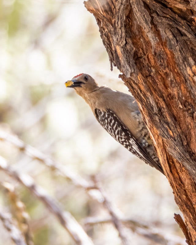 20250624-SGC-297-Edit.jpg 20250624-SGC-297-Edit.jpg