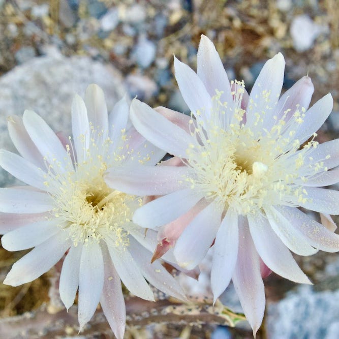 Notes of a Natural Woman