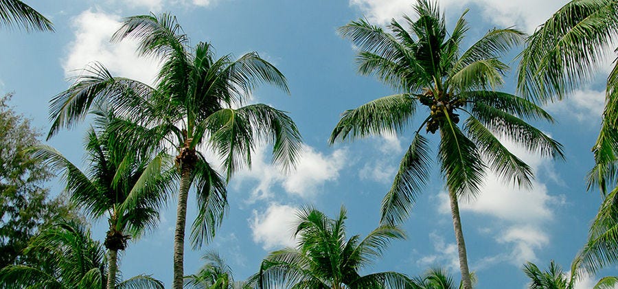 Palm Trees