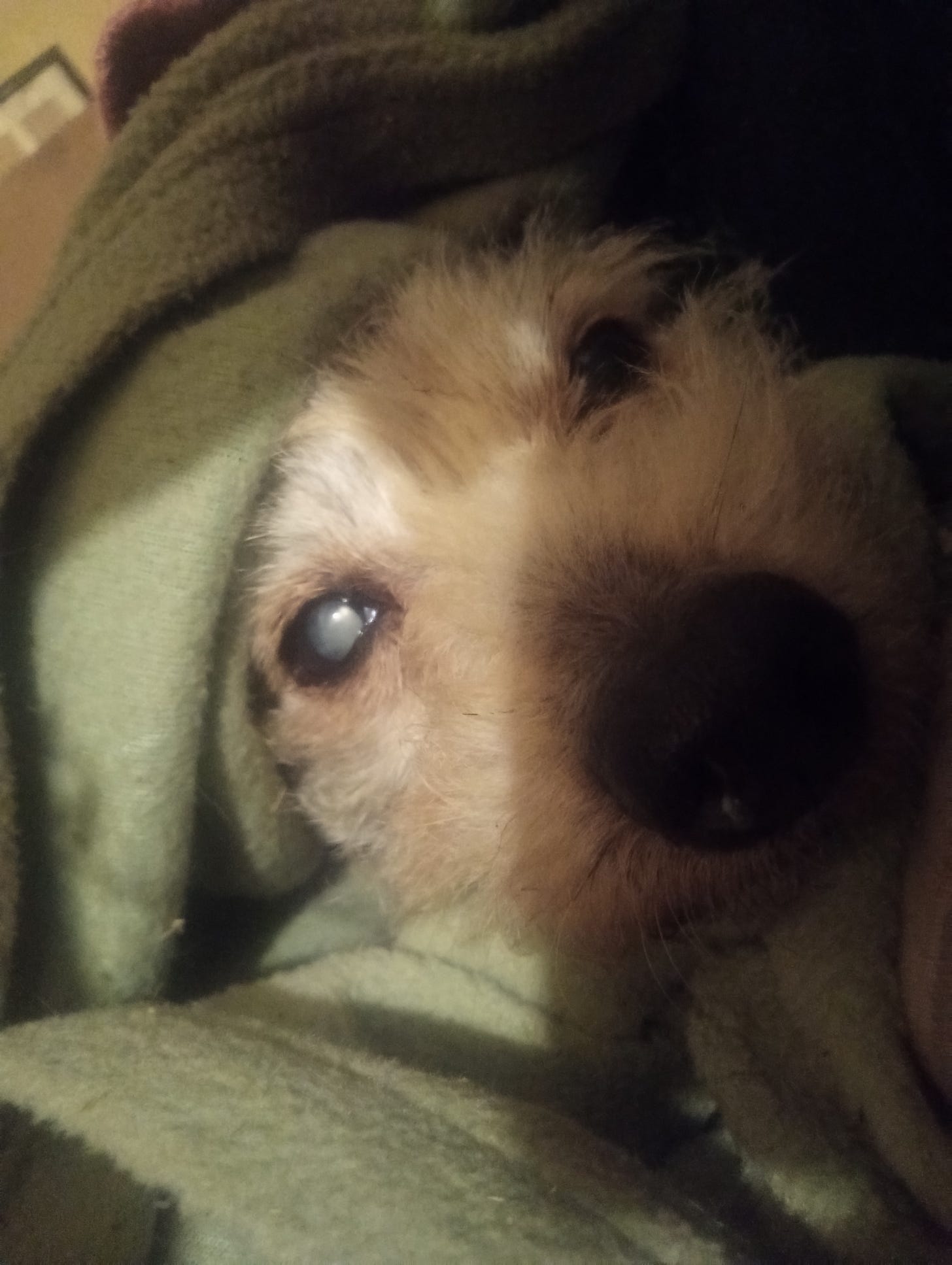 A small dog looks up at the camera with big eyes. His light colored head is snuggled in a green blanket.