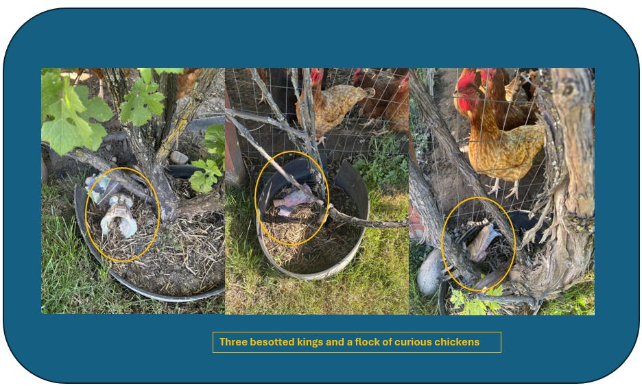 Three photos show disintegrating ceramic figures of kings laying at the base of three grapevines with curious chickens in the background behind fencing.