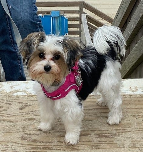 Biewer Terrier standing on stairs