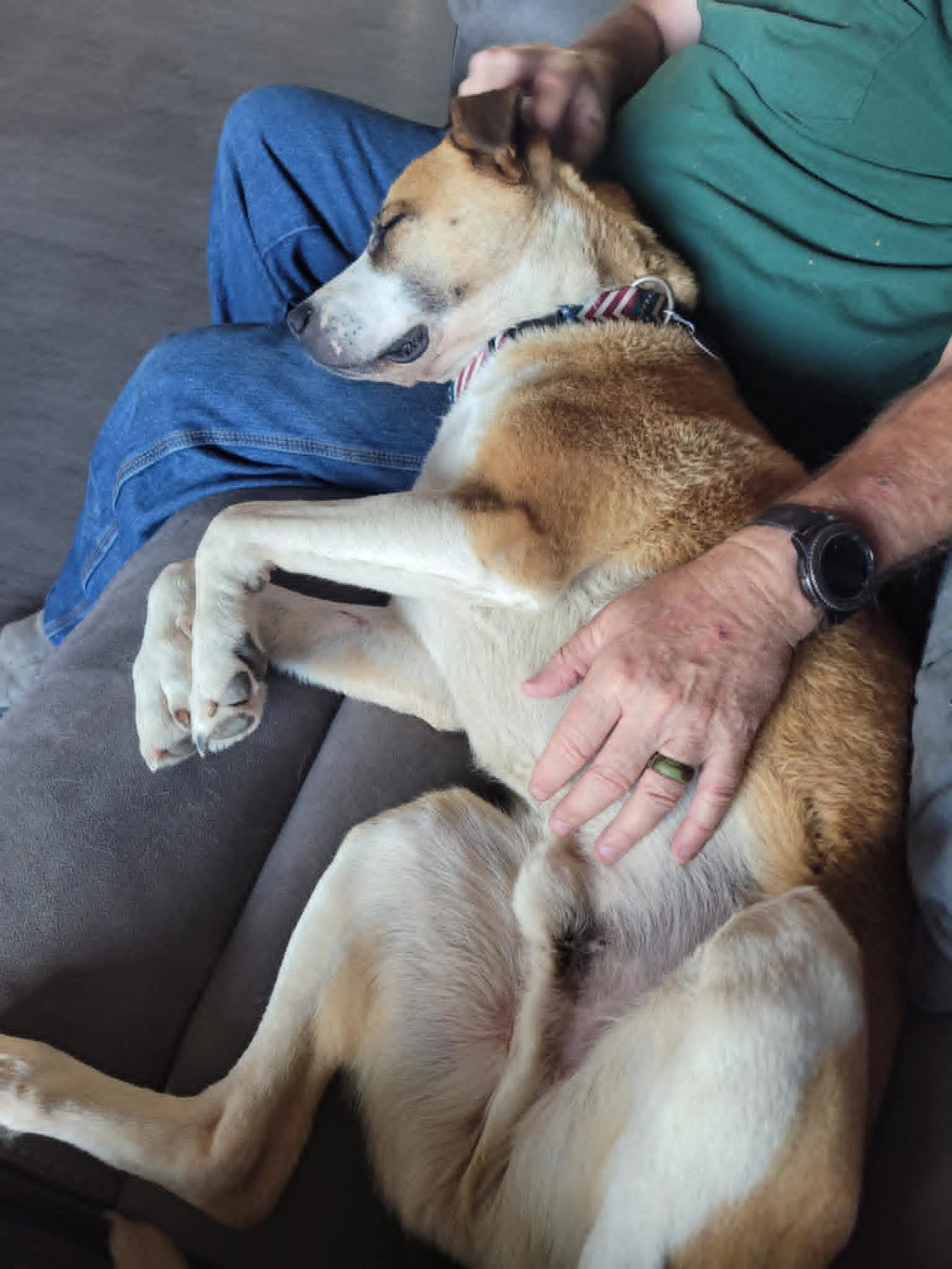 Tan and white dog (Rocket) laying on couch with his head in the lap of his new family