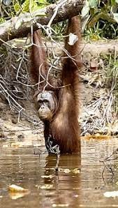 Bipedalism in human evolution