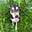 Amy Gerstler's avatar