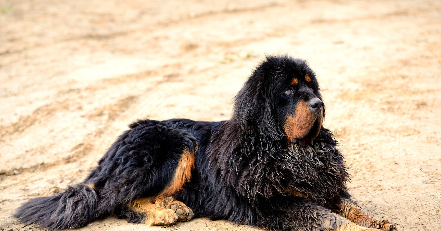 How Much Does a Tibetan Mastiff Cost in 2025? | Spot Pet Insurance, image size:1456x762