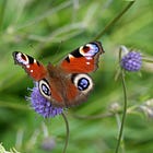 8 chic plant combinations for high summer 