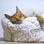 20 Sleep Resources: Gadgets, Therapies & Supplements