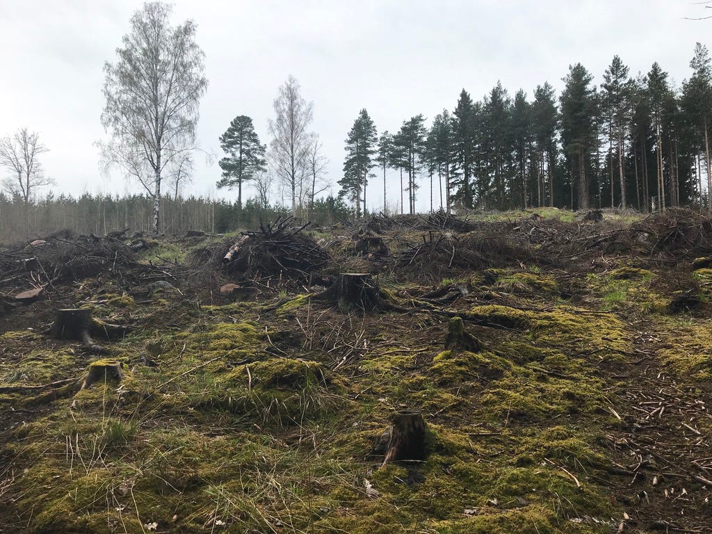 clearcut