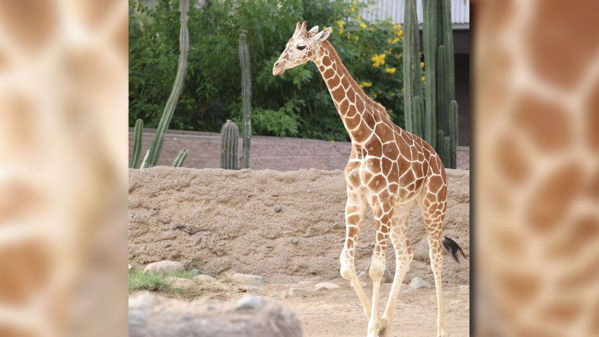 Sota, a giraffe at Reid Park Zoo, had to be euthanized.