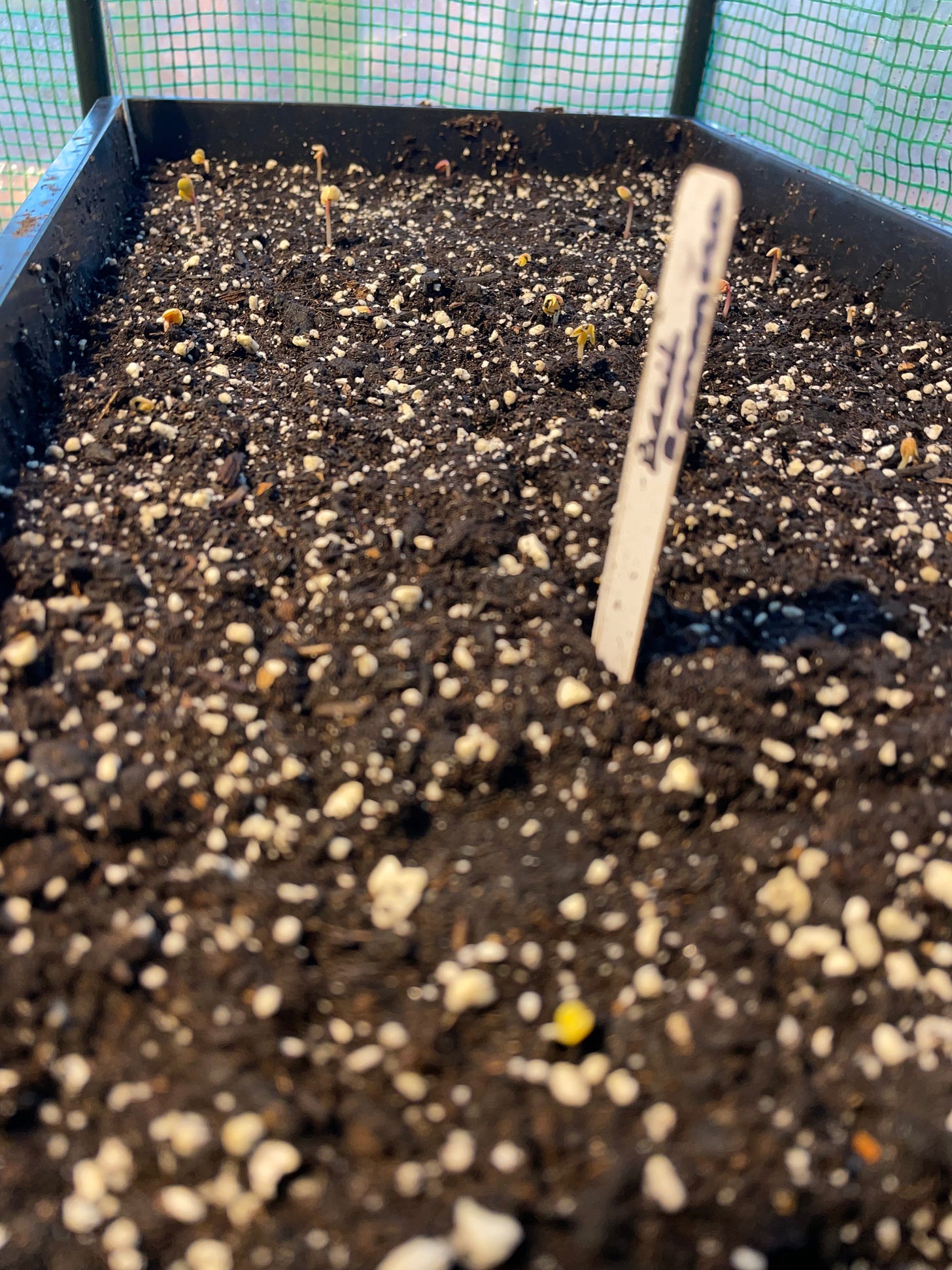 a black seed tray filled with soil has some young germinated seedlings popping up