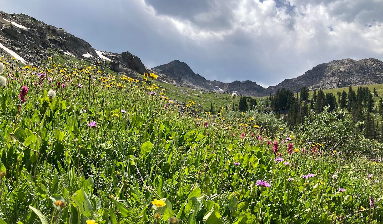 Wildflowers in front of mountains, with a dark and dramatic cloudy sky Wildflowers in front of mountains, with a dark and dramatic cloudy sky