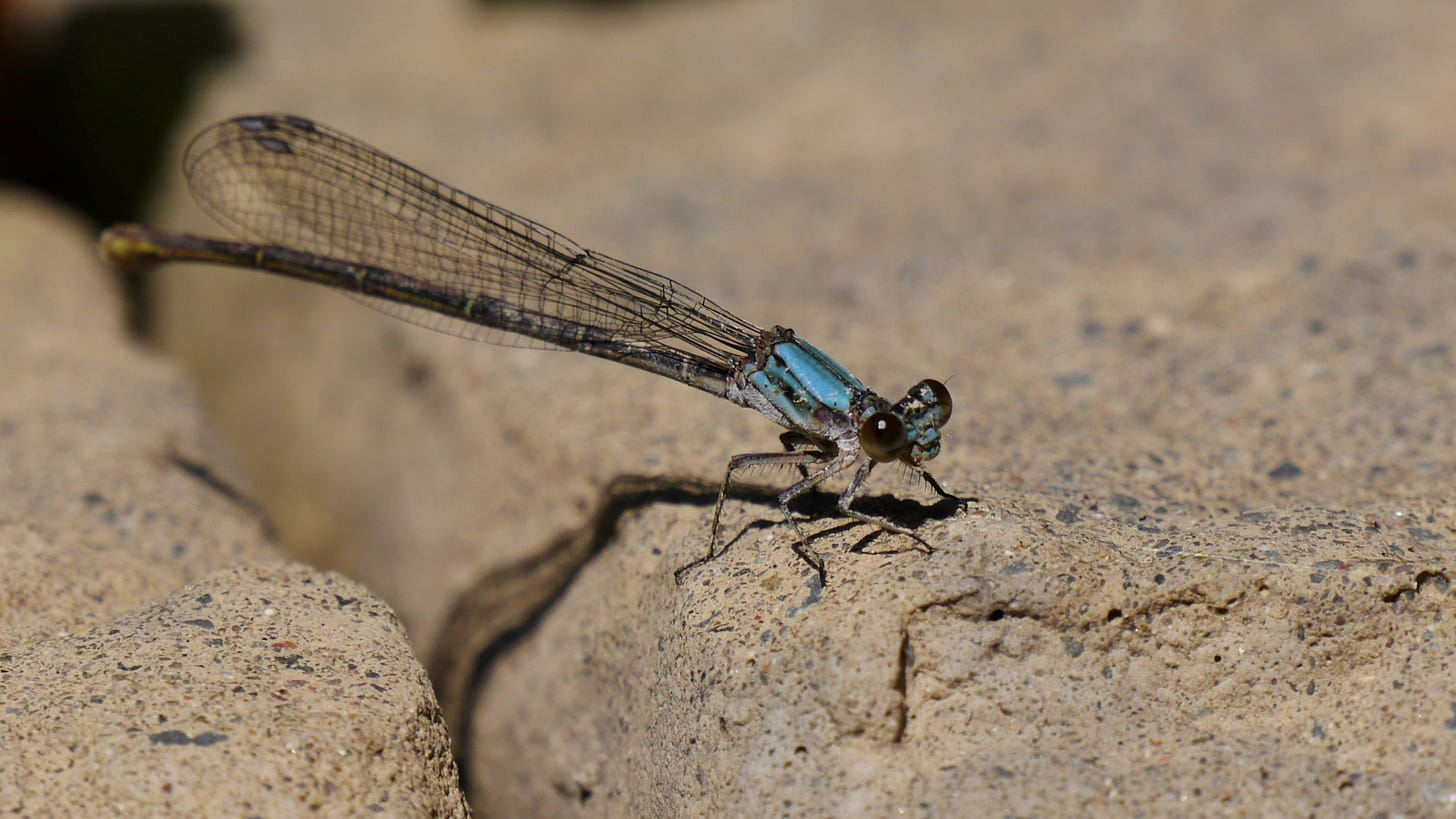 A blue damselfly perches on a flat rock wall.