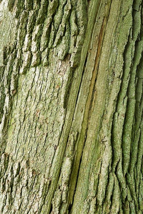 Three trees scarred but not killed by lightning strikes