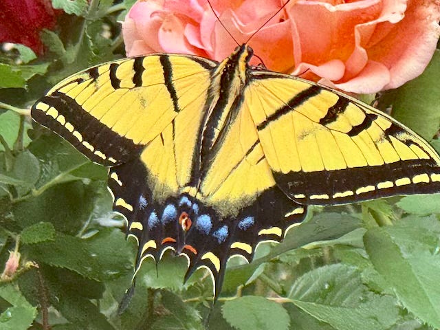 Swallowtale butterfly with its yellow and black wings spread, feeding on an orange rose