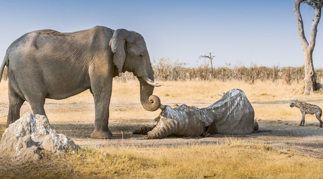 Grief in animals: the case of elephants | All you need is Biology