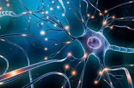 How Neurons That Wire Together Fire ...