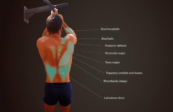 dominadas agarre neutro musculatura