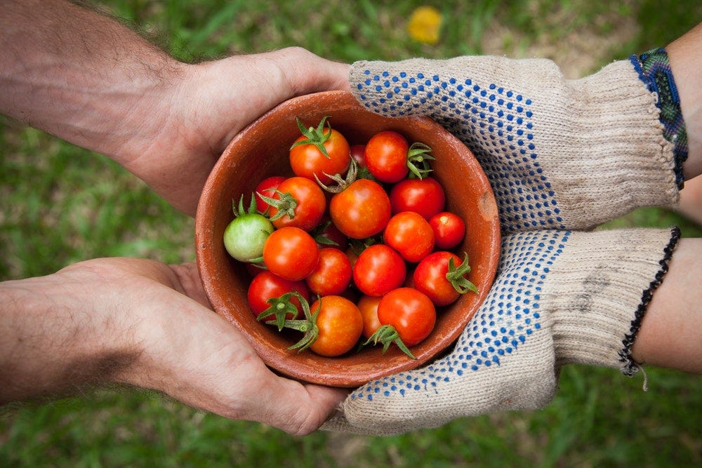 bowl of tomatoes served on person hand bowl of tomatoes served on person hand