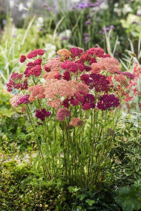 This may contain: some pink and red flowers are in the middle of green plants with purple flowers on them