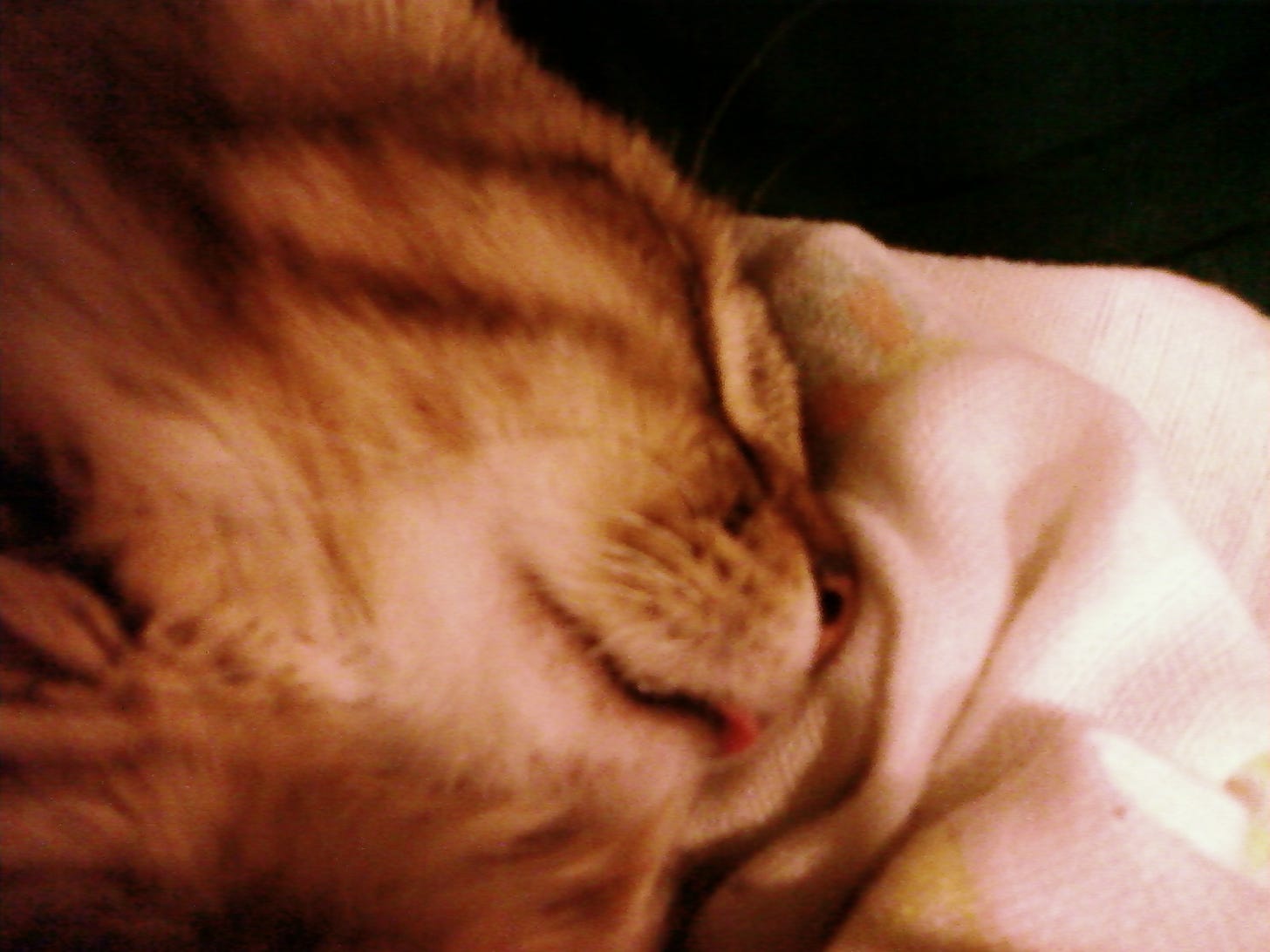 Chase_Tongue_Cat_Scratch_Fever Chase_Tongue_Cat_Scratch_Fever