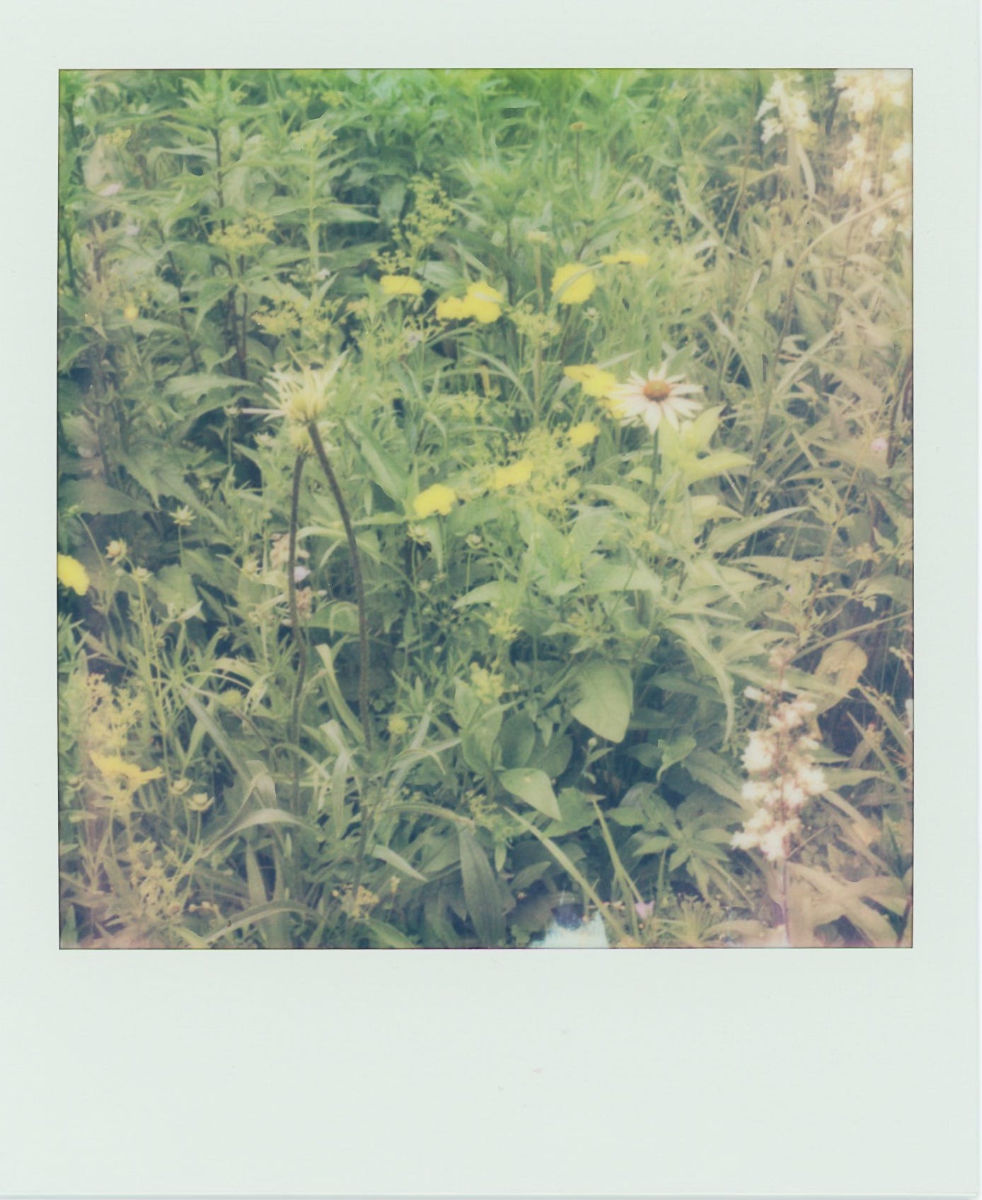 another prairie polaroid. this one has more wallflowers, and two purple coneflowers in the center. lots and lots more green stuff all around.